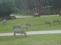 Serengeti-Park Hodenhagen (Serengeti-Bustour)