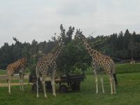 Serengeti-Park Hodenhagen (Serengeti-Bustour)