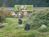 Serengeti-Park Hodenhagen (bei den Menschenaffen...)