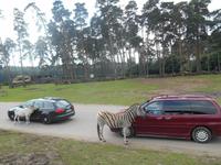 Serengeti-Park Hodenhagen (Dschungel-Safari)