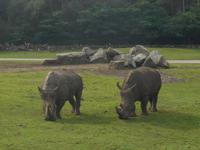 Serengeti-Park Hodenhagen (Dschungel-Safari)