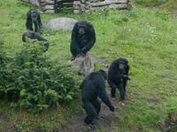 Serengeti-Park Hodenhagen (Fütterung der Menschenaffen)