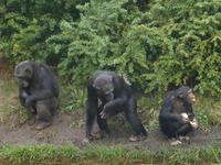Serengeti-Park Hodenhagen (Fütterung der Menschenaffen)