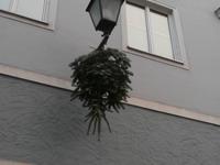 Linz hängt Bäume anders auf