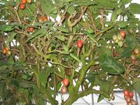 Tomatenbaum aus Brasilien, Bad Pyrmont