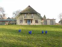 Darss: Blaue Schafe in Born