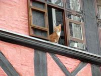 Fachwerk in Quedlinburg