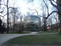 Kamelie im Schlosspark Pillnitz