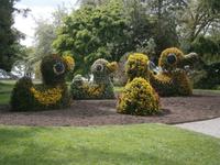 Entenfamilie , aus Blumen gestaltet