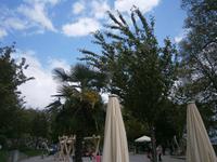 Palmen auf der Insel Mainau