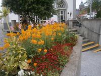 Blumen im Zentrum von Konstanz