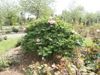 Europa Rosarium Sangerhausen