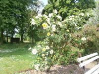 Europa Rosarium Sangerhausen