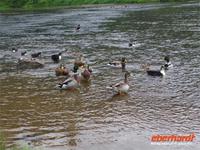 Enten auf der Wörnitz