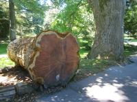 Man kann hier die Jahresringe sehen