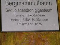 Ein weiterer Baum im Arboretum