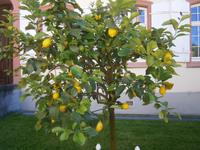 Zitrusfrüchte der verschiedensten Art im Schloßhof