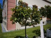 Eine andere Zitrusfrucht 