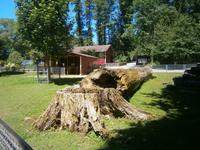 Ein abgebrochener Baumriese