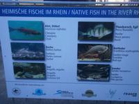 Diese Fischarten leben am Wasserfall