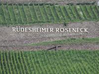 Rhein, auf der Fahrt nach Rüdesheim - Weinfelder