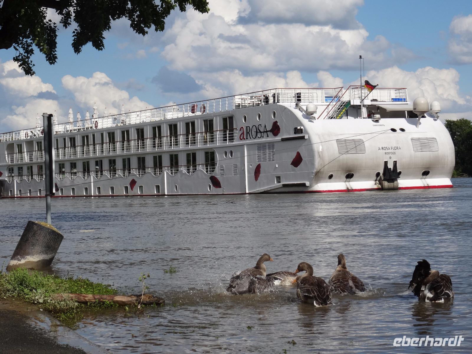 Rüdesheim, Anlegestelle der A-ROSA FLORA