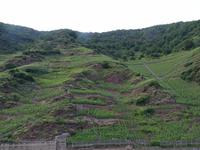Mosel , Blick auf die Weinhänge