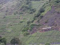 Mosel, Bremmer Calmont - der steilste Weinberg Europas