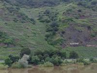 Mosel, Bremmer Calmont - der steilste Weinberg Europas