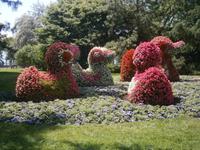 Eine Entenfamilie aus Blumen gestaltet