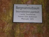 Ein Baum im Arboretum