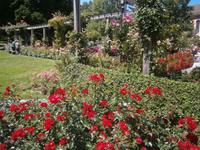 Vor dem Palmenhaus, Rosen in vielen Arten und Farben