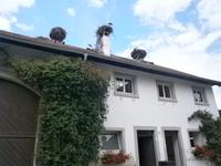 Störche am Affenberg