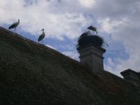 Störche über Störche auf den Dächern rings herum