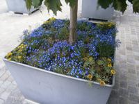 Wunderbarer Blumenschmuck in der Altstadt