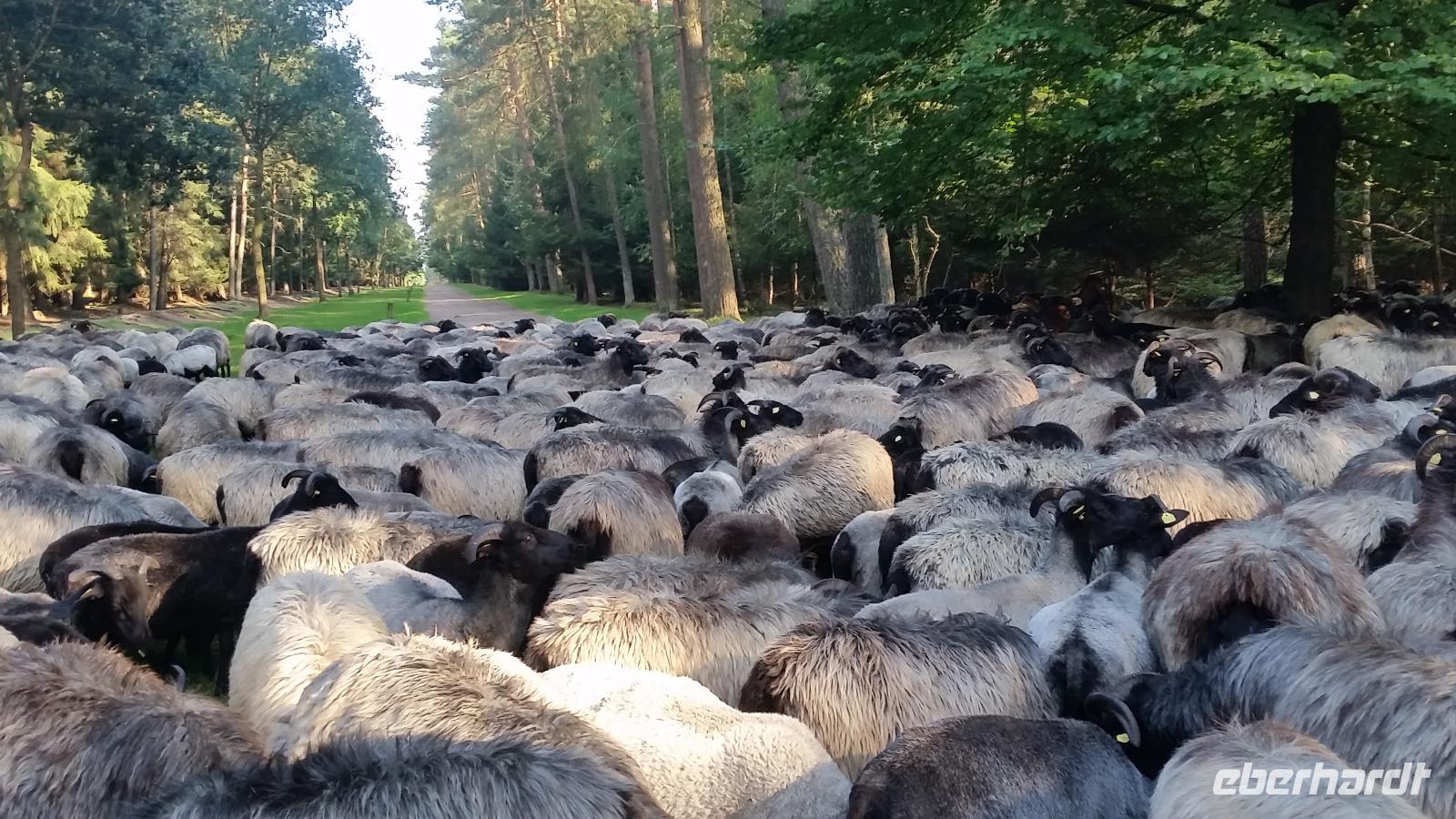 Heidschnuckeneintrieb