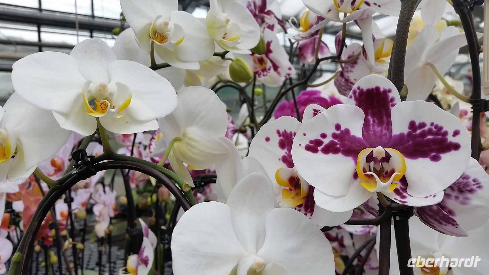 Orchideengarten Celle