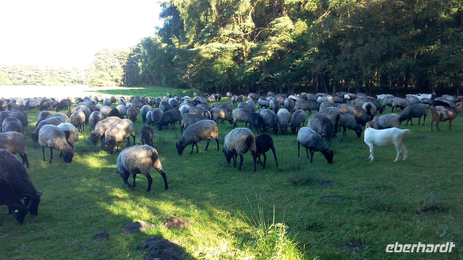 Neuenkirchen-Schäferhof