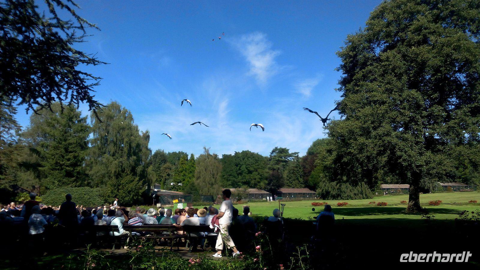 Walsrode. Weltvogelpark, Flugshow