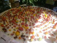 Verschiedene Tomaten in vielen Farben und Größen