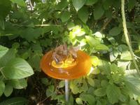 Im Schmetterlingshaus, Schmetterlinge bei der Nahrungsaufnahme