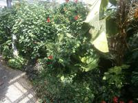 Tropische Pflanzen im Schmetterlingshaus 