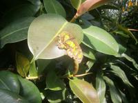 Bunter Falter auf einem Blatt