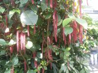 Sehenswerte Pflanzen im gleichen Haus