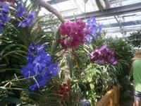 Eine Blütenpracht überall