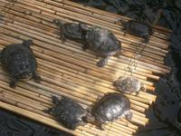 Schildkröten im gleichen Haus