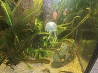 Eine Qualle im Aquarium