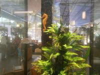 Ein lebendes Seepferdchen