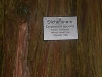 Im Arboretum des Parks