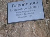 Ein weiterer Baum dieser Anlage